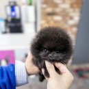 일산 강아지분양 스마트독 이미지