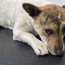 도곡2리경로당 이미지