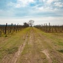 파토리아 이미지