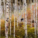 자작나무 이미지