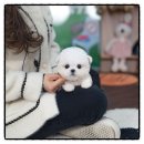 고잔공원 | 🐶 [고잔 강아지분양] 고잔호수공원과 함께한 말티푸 입양 이야기 💛