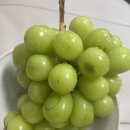 안성 포도택배 오하농원 샤인머스켓 후기💚🍇