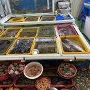 중도매인11호 이미지