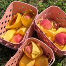 은영농장 | 인간극장 은영이가 돌아왔다 당진 사과 주문처 정보 알아보기