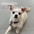 손바닥공원 족구장 | 대전 반려동물공원 교육후기