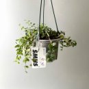 호야농장 | 식물행성 행잉플랜트 호야 오렌지볼 투명화분 사용 후기, 집 안 분위기 완전 달라졌어요!