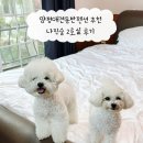 더큰나무펜션 | 양평애견동반펜션 추천 나린숨 2호실 후기