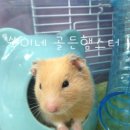 나도나도 이미지