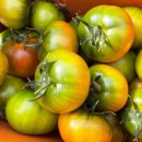 토마토 이미지