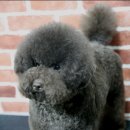 도로시 퍼피 이미지