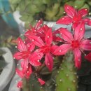 e바라기 이미지