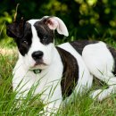 츄츄동물병원 이미지