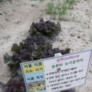적중농장 네이버블로그
