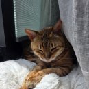 어방, 본가, 화들짝, 본가