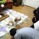 이쁜멍멍이 이미지