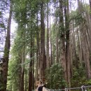캐노피(canopy) 이미지