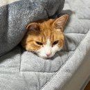 예산 동물병원 이미지