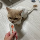 고양이 세수_설렘 | 버디 미용 다녀온 후기 [고양이세수_설렘]