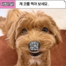 강남애견 이미지