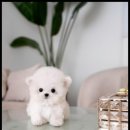 조이퍼피 강아지분양 네이버블로그