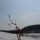 매화목장 이미지