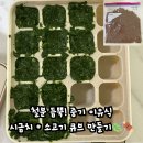 중기 이유식 철분 듬뿍! 시금치 + 소고기 큐브 만들기