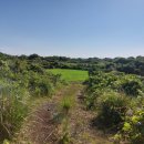 온평리-12 이미지