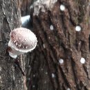 신석농장 이미지