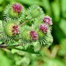 3월 29일 오늘의 탄생화 탄생화 우엉 (Arctium) 이미지