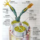 척추신경의 구조와 이해~~ 이미지