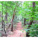 입화산참살이숲 이미지