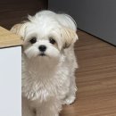 화정동 (경찰서옆 이면도로) | 반려견순찰대 심사 고양시반려견순찰대후기