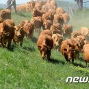 강릉축산농협 하나로마트 내곡점 이미지