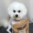 프레시독 이미지