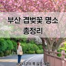 시민공원 북문 금오파크뷰 맞은편(동평로 273) | 부산 겹벚꽃 명소 어디갈까 민주공원 유엔기념공원 대저생태공원 시민공원 비교 사진스팟 주차 꿀팁까지...