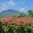 배롱나무 꽃 명소? 소문난 잔치집이다! - 달성군 현풍읍 대양정 주변, 화원읍 구라리 진천변, 대구시 북구 서계서원~ 이미지