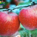 H9079 Daum카페