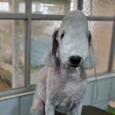 달이네 애견미용실 이미지