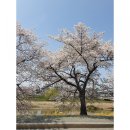개나리의상실 네이버블로그