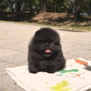 펫어디가 | 일산강아지분양 어디서 해야 후회 없을까? 요미펫 안산점 방문 후기!