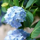 메종드마레 이미지