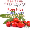 로즈 힙 효능 (What are rose hips used for?) 이미지