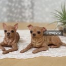 연은동물병원 이미지