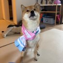 250525 20:29 푸라닭 나폴리 투움바와 함께한 대전 집들이(?)