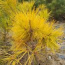 황금수퍼 이미지