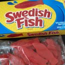 젤리피쉬 이미지