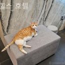 스타힐스호텔 | [명동/호텔] 스타힐스 호텔 명동 감성 가득한 호텔에서의 하루 후회 없는 선택