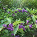 정경부인 이미지