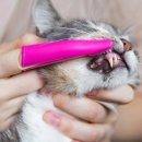 풍산동물병원 이미지