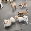 에덴유치원 | 에덴애견유치원호텔 상담부터 공간까지 만족스러운 첫 이용 후기